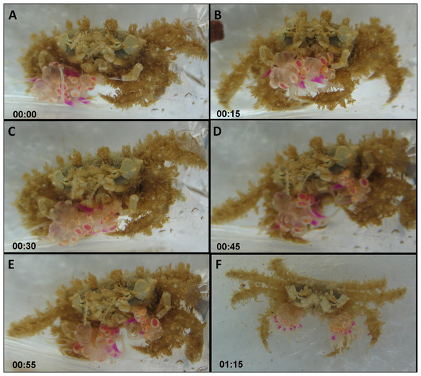 Sequence of anemone splitting behavior.