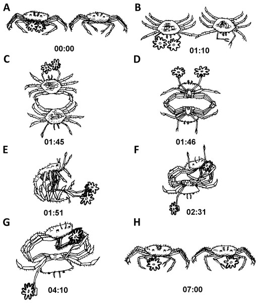 Sequence of anemone theft behaviour line drawing from video.