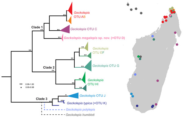 Molecular phylogeny and distribution of Geckolepis OTUs based mainly on Lemme et al. (2013).