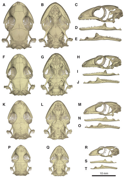 Comparative micro-CT images of the skull (cranium and jaw) of other Geckolepis species.