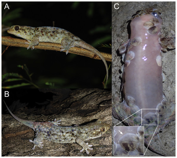 Specimens of Geckolepis megalepis sp. nov. in life.