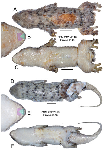 Specimens of Geckolepis megalepis sp. nov. in preservative.