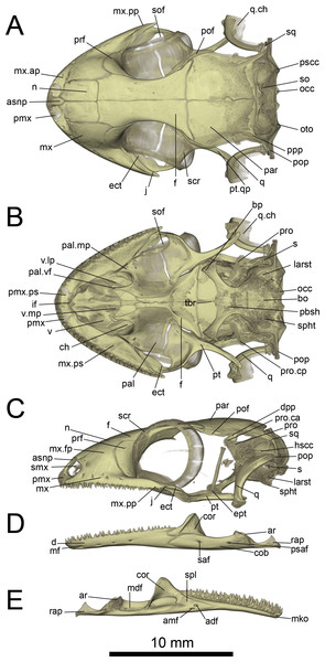 Micro-CT images of skull (cranium and jaw) of the holotype of Geckolepis megalepis sp. nov. (ZSM 2126/2007).