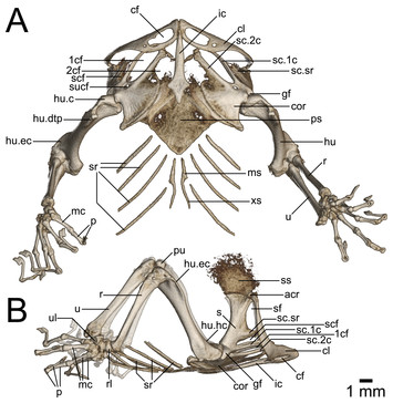 Off the scale: a new species of fish-scale gecko (Squamata: Gekkonidae ...