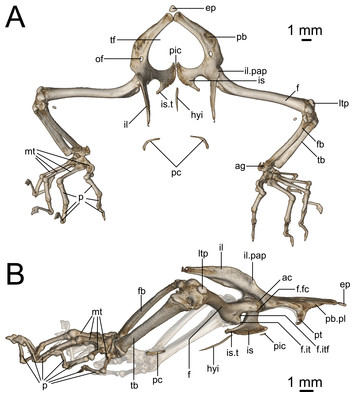 Off the scale: a new species of fish-scale gecko (Squamata: Gekkonidae ...