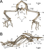 Off the scale: a new species of fish-scale gecko (Squamata: Gekkonidae ...