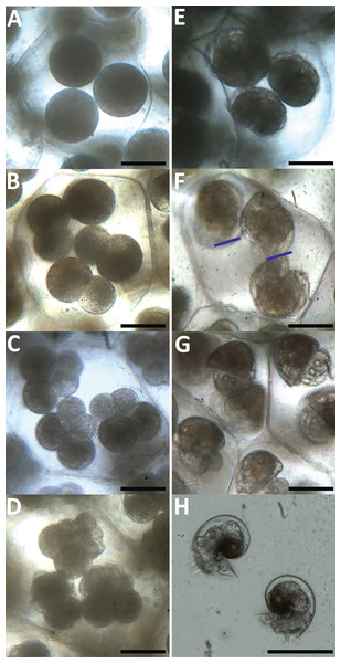 Development of Stylocheilus striatus within the egg ribbon.