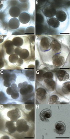 The embryonic life history of the tropical sea hare Stylocheilus ...