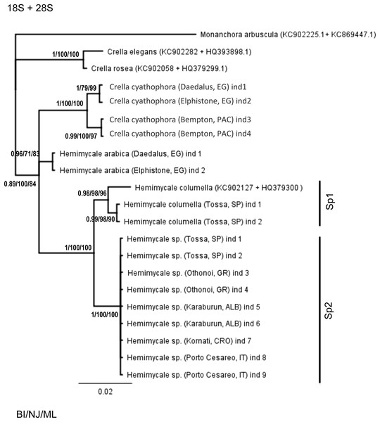 Phylogenetic tree using concatenated (18S rRNA + COI) partitions.