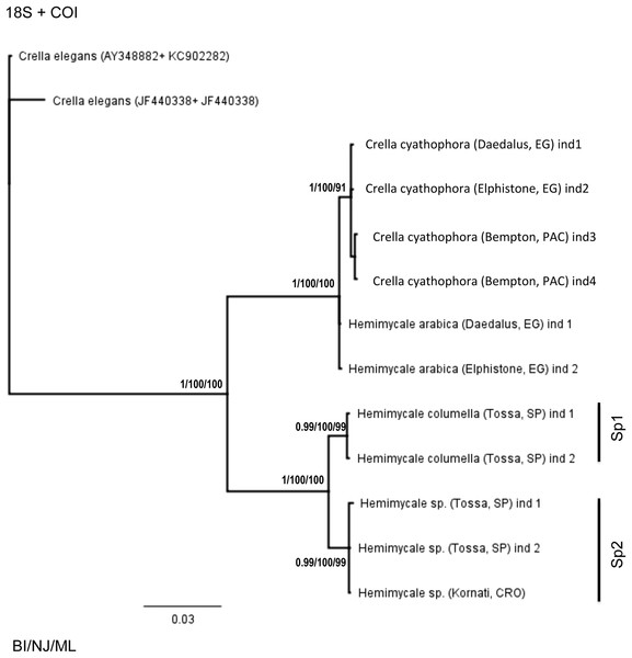 Phylogenetic tree using concatenated (18S + 28S rRNA) partitions.