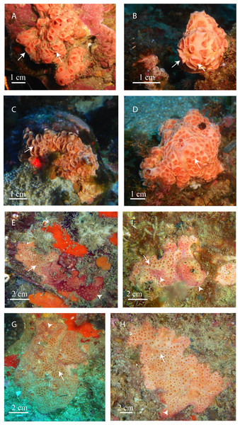 In situ pictures of Atlanto-Mediterranean Hemimycale spp.