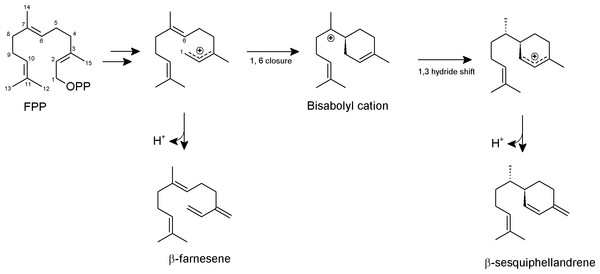 Proposed formation of the two sesquiterpene products from FPP catalyzed by PmSTS.