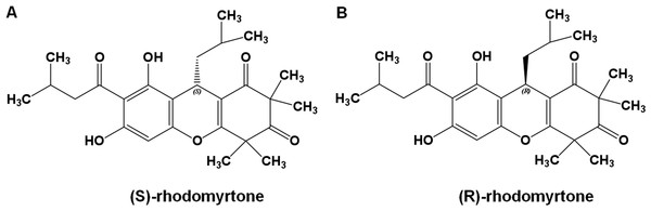 Rhodomyrtone structure.