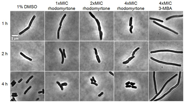 Cell morphology of Bacillus subtilis 168.