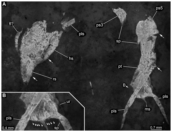 Specimen 1 (SMNS 70353/1), composite-fluorescence micrographs.