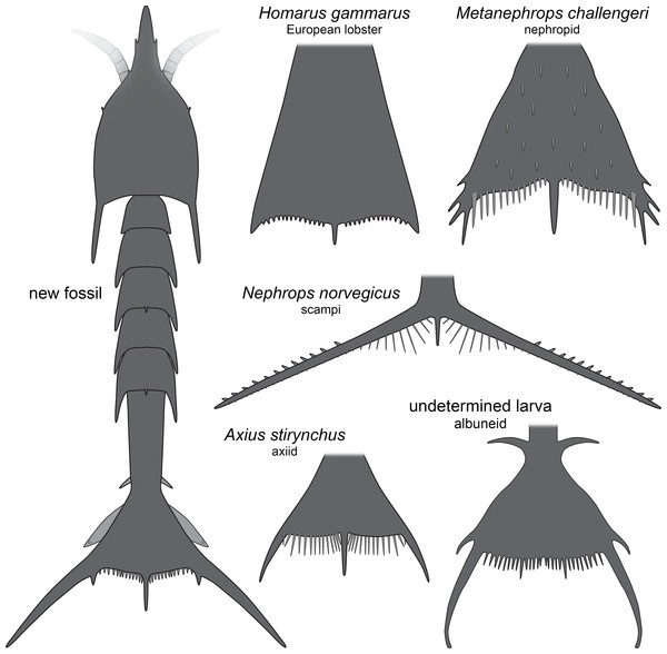Comparison of the new fossil larva with extant forms.