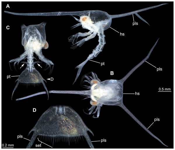 Extant larva of an albuneid meiuran for functional comparison; cross-polarised macro images.