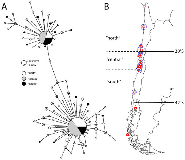 Patterns of regional diversity in Jehlius cirratus along the Chilean coast.