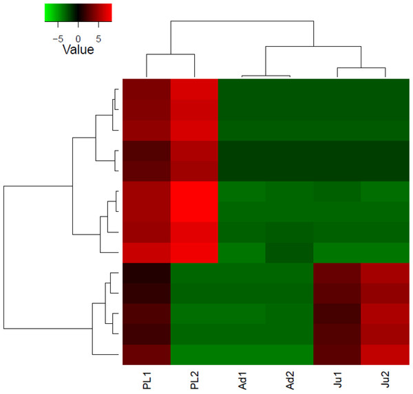Heatmap showing hierarchical clustering of differentially expressed transcripts (rows) in each sample (column).