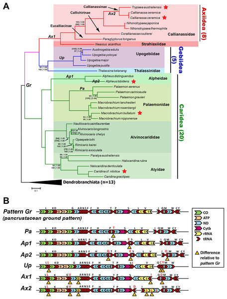 Phylogenetic relationships and gene order rearrangements within Axiidea, Gebiidea and Caridea.