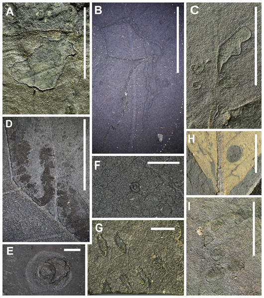 Preservation of leaves and examples of insect damage from Hindon Maar (Miocene, New Zealand).