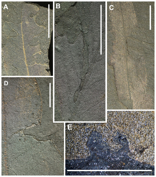 Preservation of leaves and examples of insect margin feeding from Hindon Maar (Miocene, New Zealand).