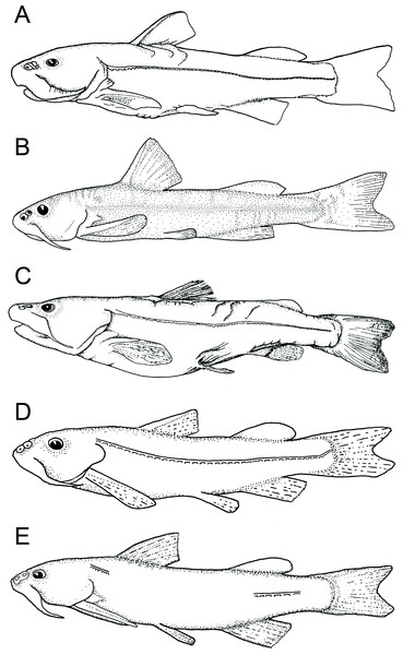 Understanding morphological variability in a taxonomic context in ...