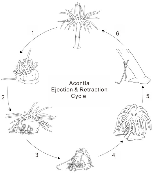 Anemone acontia ejection and retraction cycle.