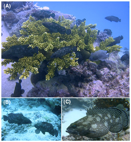 Underwater photographs of the spawning aggregation of Epinephelus ongus at the Yonara Channel (spawning ground), showing aggregation (A), agonistic display between two males (B) and a female with expanded abdomen due to developed ovaries (C).
