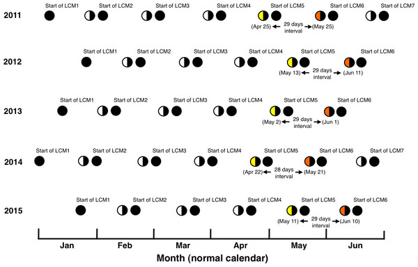 Definition of “Lunar calendar month” (LCM) and the last-quarter moon phase at LCM 4 and LCM 5 (colored by yellow and orange, respectively).