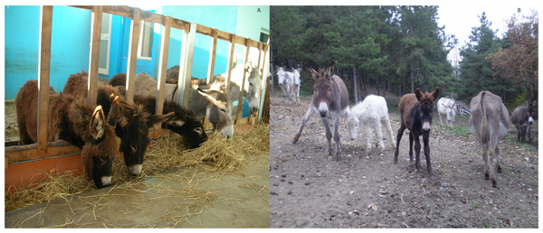 Diversity of the donkey population in Italian breeding farms.