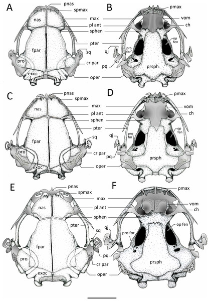 Dorsal and ventral view of skulls.