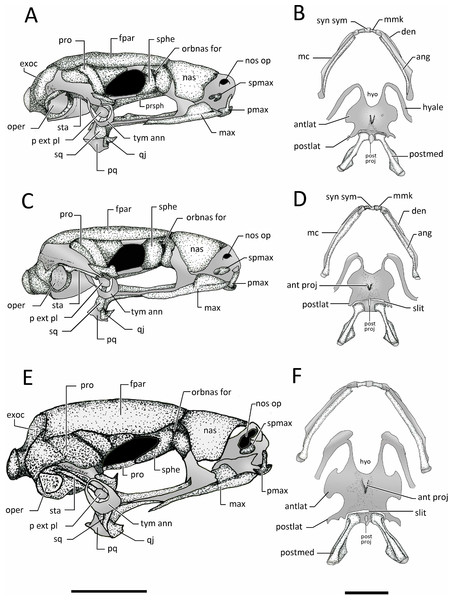 Lateral view skull and ventral view of hyod apparatues.