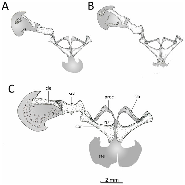 Ventral view pectoral girdle.