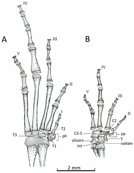 Dorsal view of feets and hands.
