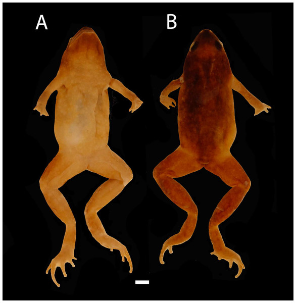 Images of Holotype of Chiasmocleis migueli.