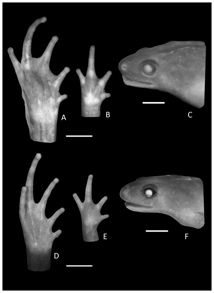 Foot, hand, and lateral view details of Holotype of Chiasmocleis migueli.