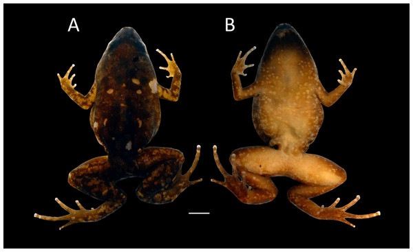 Holotype of Chiasmocleis veracruz.