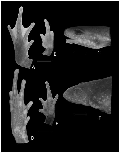 Details of Holotype Chiasmocleis altomontana.