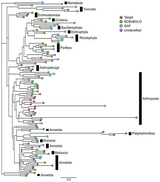Phylogenetic relationships between representative COI sequences (313 bp) of 120 OTUs detected in the mock sample.