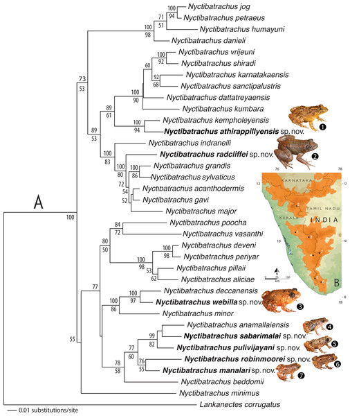Phylogenetic relationships and distribution of the seven new Nyctibatrachus species described in the study.