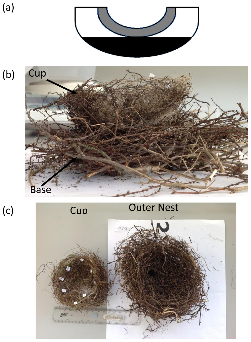 Architects of Nature Series: Avian Builders and the Complexity of Bird Nests