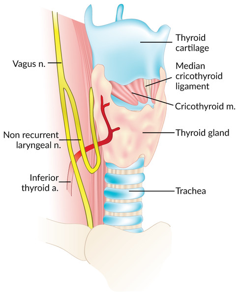 Looping course of a right non-recurrent laryngeal nerve.