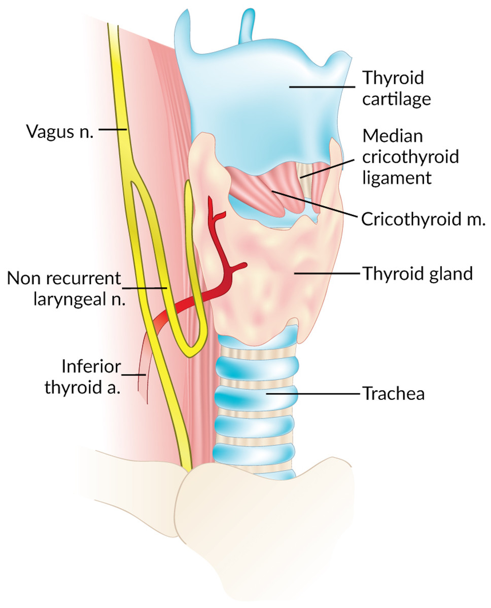 thyroid anatomy nerves