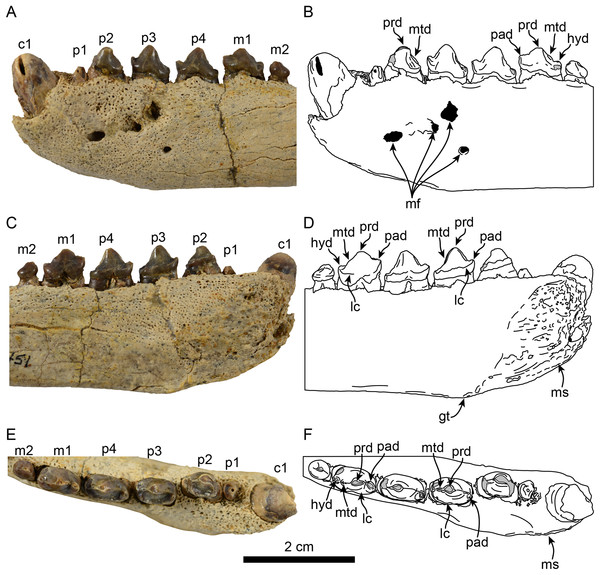 Dentition of Eotaria citrica sp. nov. (LACM 122666).