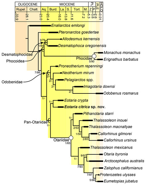 Time calibrated phylogeny of pan-otariidae.