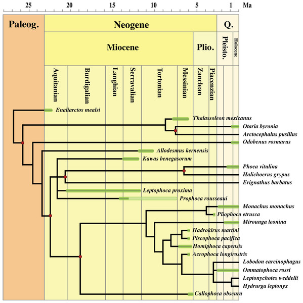 Stratigraphically calibrated strict consensus phylogenetic tree of Phocidae.