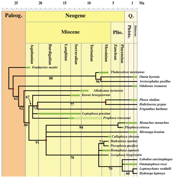 Stratigraphically calibrated bootstrap consensus phylogenetic tree of Phocidae.