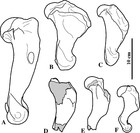 On Prophoca and Leptophoca (Pinnipedia, Phocidae) from the Miocene of ...