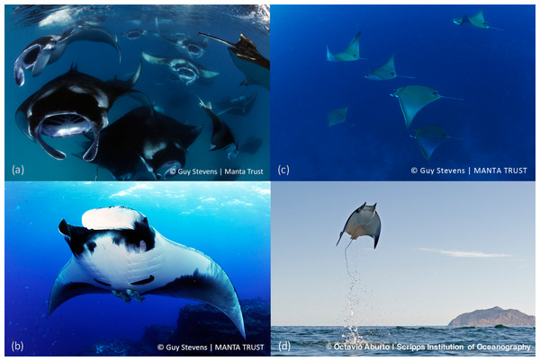 Images of devil and manta rays.